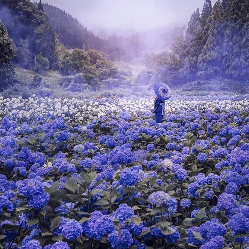 サッチン+バビさんのインスタグラム写真 - (サッチン+バビInstagram)「Michinoku Ajisai Garden in Japan. A breathtaking field of blue feels impossibly beautiful. - #placestovisit, #instatravel, #beauty」8月21日 6時16分 - sachinandbabi