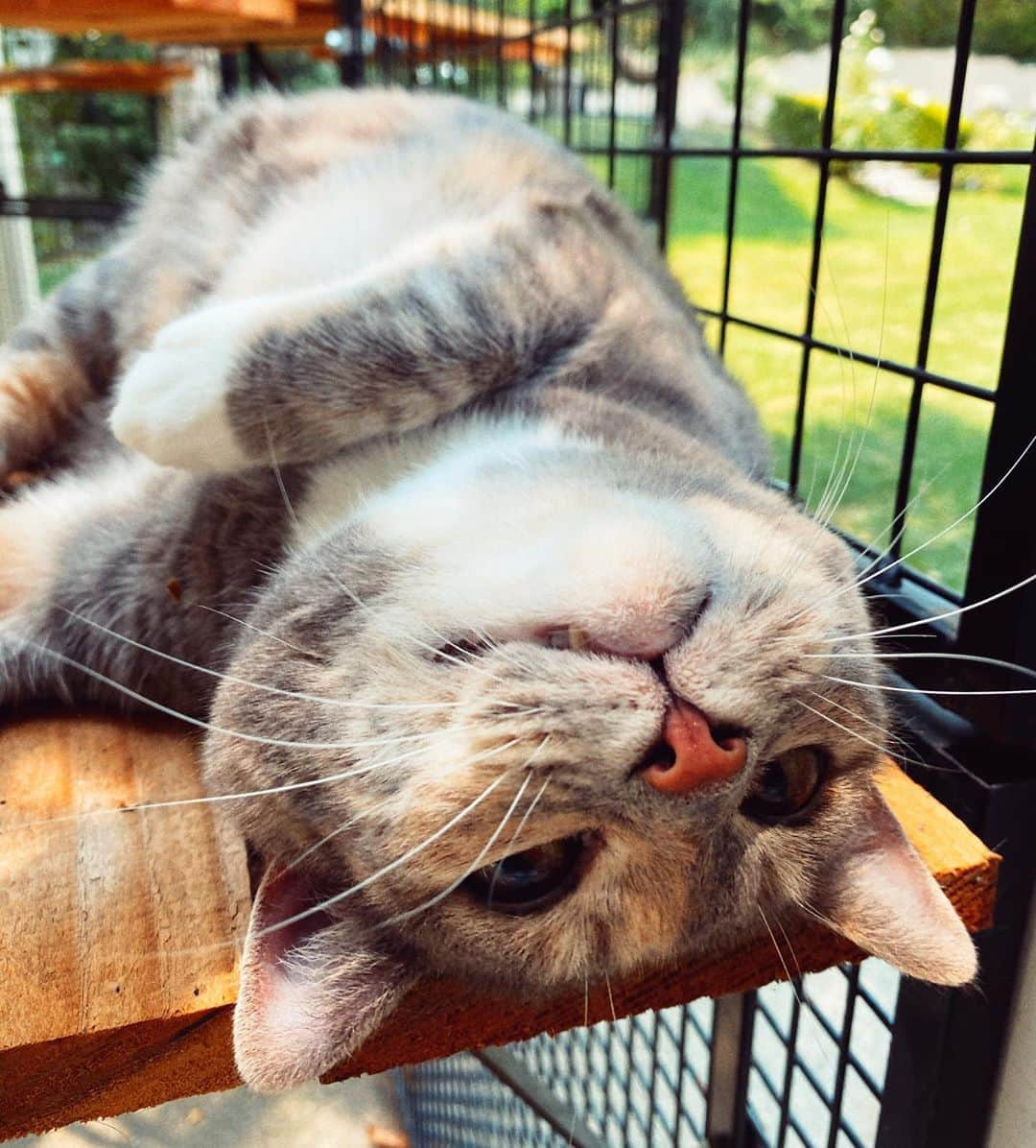 ジェームズ・ガンさんのインスタグラム写真 - (ジェームズ・ガンInstagram)「#EmilyMonster enjoying the sun in her catio & looking for some chin rubs. Why have we built a #catio, you ask? Because Emily came into my life as a feral cat living on her own, so she is drawn to the outdoors. But I also know indoor cats live, on average, TEN YEARS longer than outdoor cats. So a catio is the best balance I could find. She loves it. ❤️ #cat #cats #catsofinstagram」8月21日 6時26分 - jamesgunn