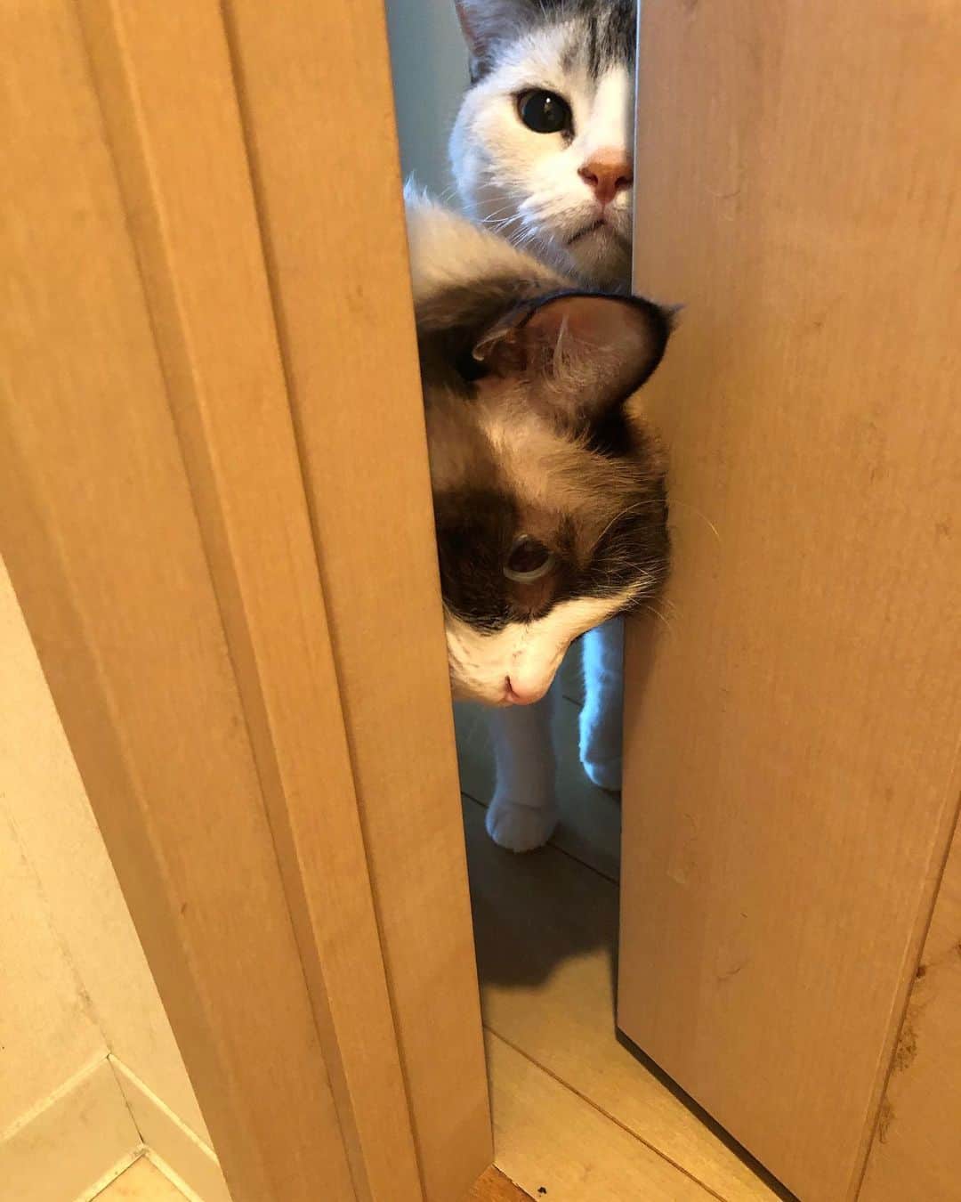 ホタテ＆クラム＆シラスのインスタグラム：「‪シャイニャング #シャイニング‬ #shining #cat #neko #ScottishFold #猫 #ねこ #スコティッシュフォールド #catstagram #instagram #instagramjapan #ig_japan #igersjp #ragdoll #ラグドール」