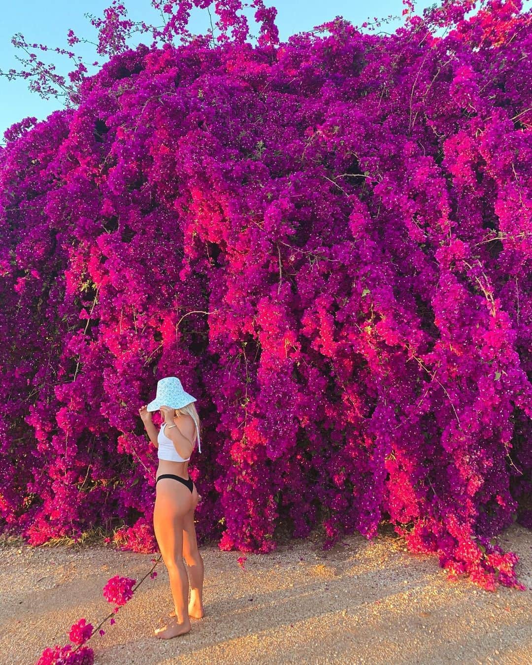 フェリシティー・パルマティアーのインスタグラム：「In full bloom @lackofcoloraus 🌸🌸」