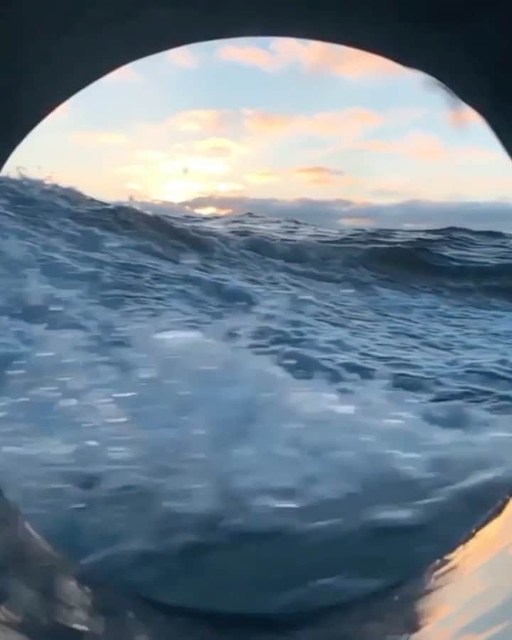 WildLifeのインスタグラム：「Make sure to follow @jalilnajafov for more amazing videos 🌊🦈 video by @jalilnajafov」