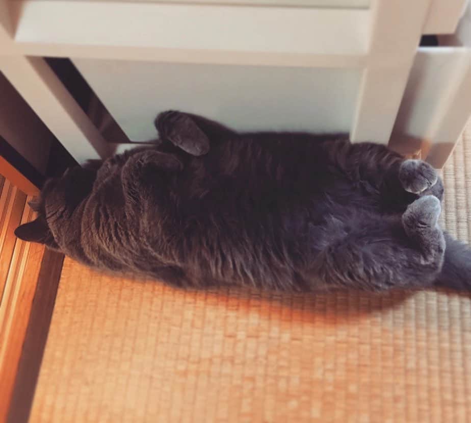 チキン南蛮カレーのルウ王子のグルメインスタ