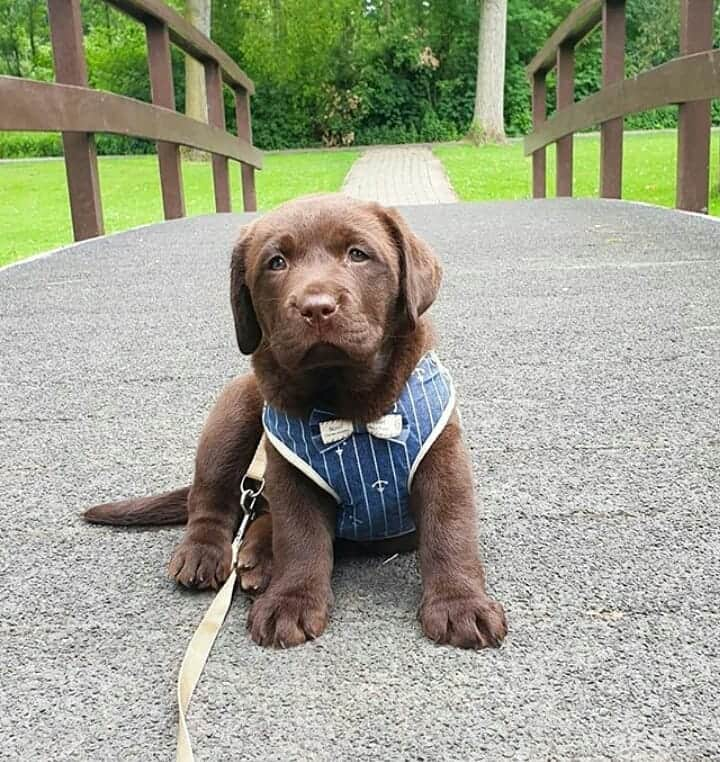 World of Labradors!さんのインスタグラム写真 - (World of Labradors!Instagram)「Meet Bean! - @brownbeany.thelab」8月21日 8時58分 - worldoflabs