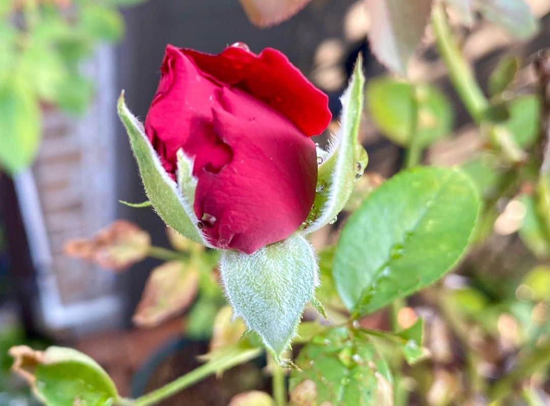 岡部晴彦さんのインスタグラム写真 - (岡部晴彦Instagram)「#バラ日記 #roses 114日目　晴れ  ロイヤルサンセット バレリーナ アルティシモ パローレ フランソワーズゴジャール  イングリッドバーグマン   #roses🌹 #rosestagram #rose  #peace」8月21日 8時59分 - hal_96