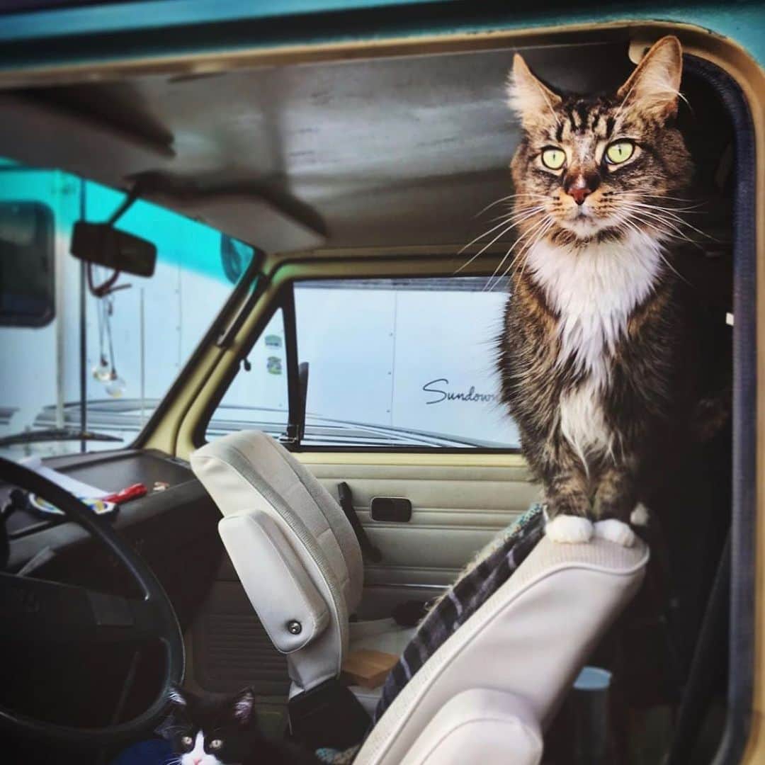 Bolt and Keelさんのインスタグラム写真 - (Bolt and KeelInstagram)「One of our inspirations to start this @adventrapets account was to highlight the lesser-known adventure pets out there! 🐱🐶 • Although the bulk of our content will probably come from pets with larger accounts (just because they are easier for us to find 😹), we want to make sure we dedicate at least one post a month to the “little guys”! Just because they don’t have big Instagram following and owners with fancy cameras, doesn’t mean they are any less as cute and brave 😽❤️ • Photo 1) Pixie - Belgium (@pixiethesiamese) . Photo 2) Ahsoka - Alberta, CAN (@ahsokatheadventurecat)  . Photo 3) MJ - North Carolina, USA (@mj_has_hops) . Photo 4) Buddy (@coby027) . Photo 5) Bella - Namibia (@emsieverwey) . Photo 6) Freya - British Columbia, CAN (@littlegreysadventures) • So check out these ADVENTRAPETS! Be sure to show them some love! And remember to always tag us in your @adventrapets photos so we can maybe feature your little one next time 🙌🏽 ———————————————— Follow @adventrapets to meet cute, brave and inspiring adventure pets from all over the world! 🌲🐶🐱🌲  • Tag us in your posts to your little adventurer featured!#adventrapets ————————————————」8月21日 9時56分 - adventrapets