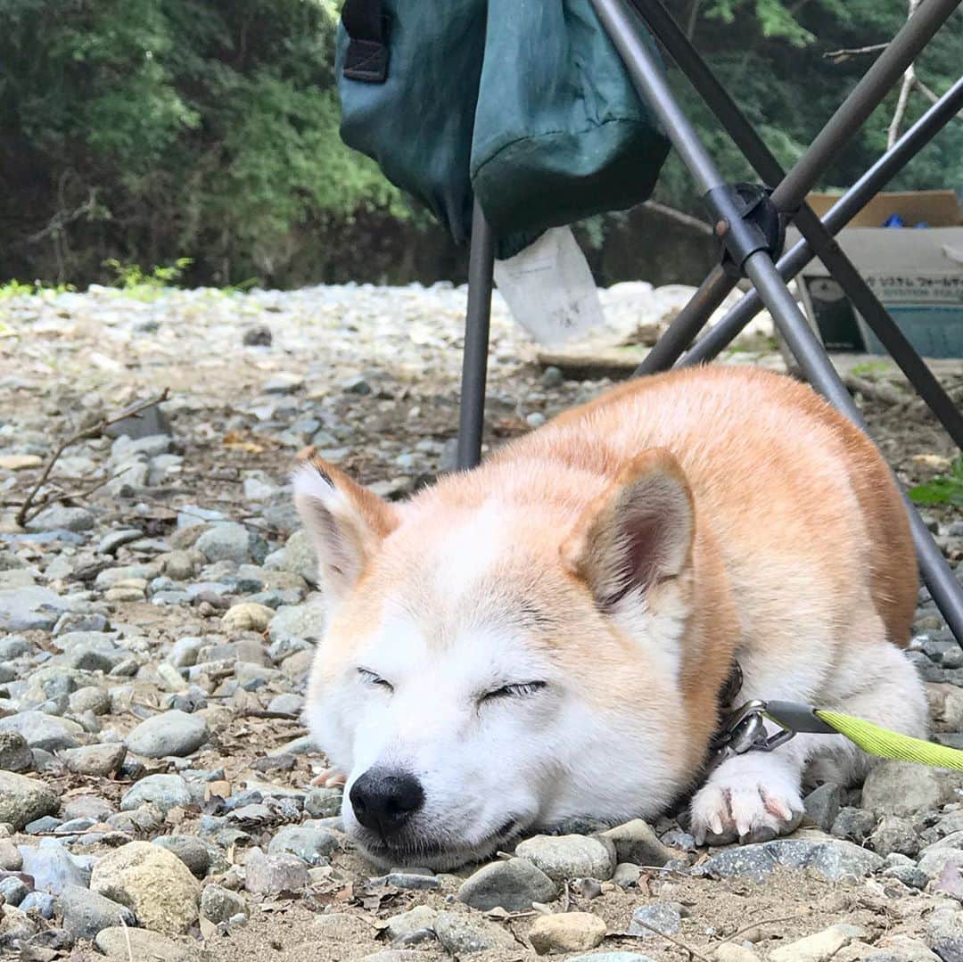 柴犬リリコのインスタグラム：「今日も朝から暑い🥵☀️ので、涼をお届け🎐🍧🏞  #清川村 #中津川 #長者屋敷キャンプ場  #デイキャンプ #ワンコOK #川遊び」