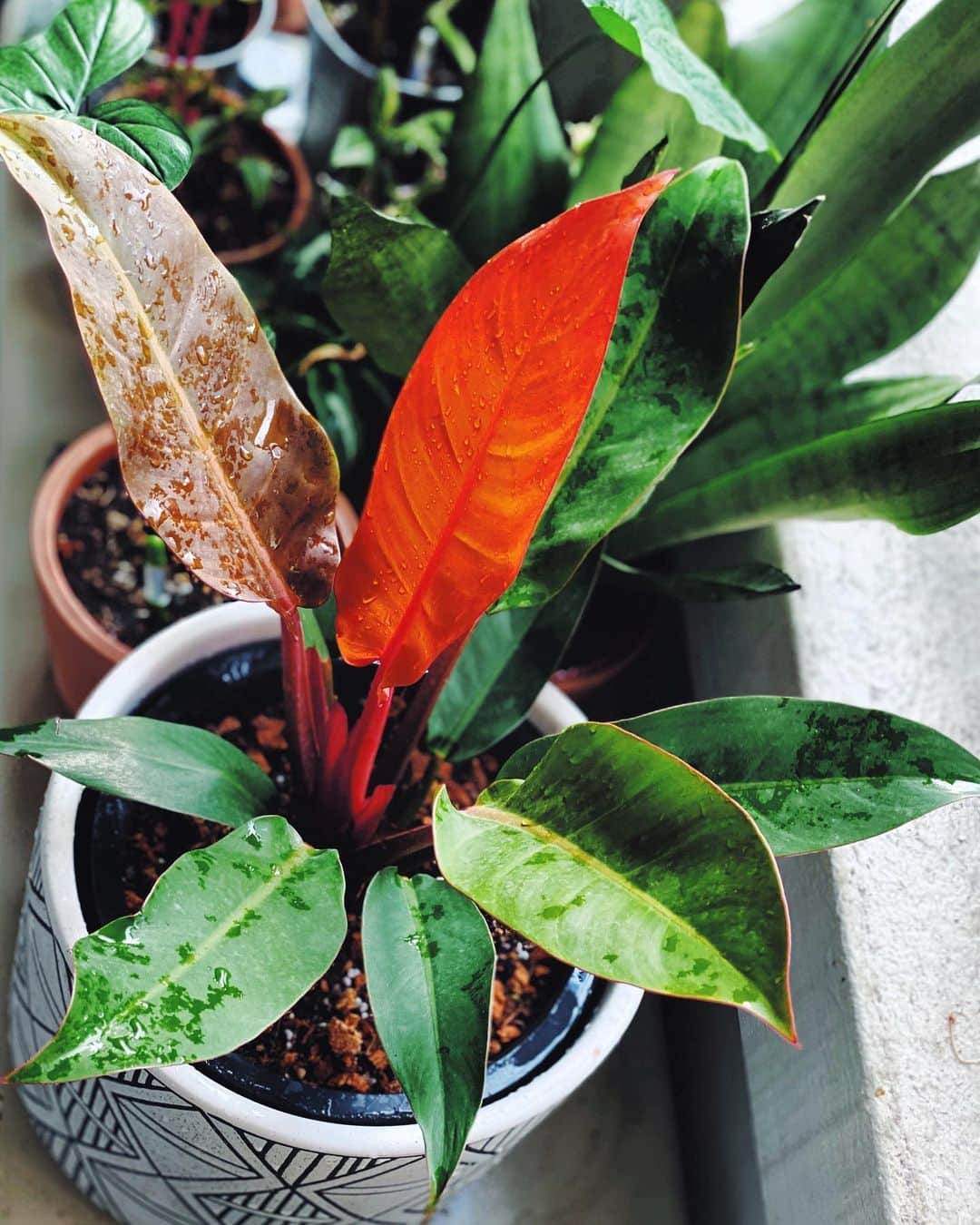 鄭碧瑩のインスタグラム：「It’s time to mix it up. Thank you @greenfingerssg for this lovely specimen. #philodendronfriday  . .  #plantstagram #plantsofinstagram #houseplants #plantsmakepeoplehappy #botanical #instaplants #plants #foliage #leaf #plantflife #springintoplants #plantlady #plantpotters #crazyplantlady #houseplantclub #helloplantlover #plantshelfie #houseplantsofinstagram #houseofplantlovers #junglecollective #vsco #vscogram #vscogrid #vscoplants #gardeningsg #urbanjunglebloggers #sgplantclub #plantnerd #philodendronimperialred」