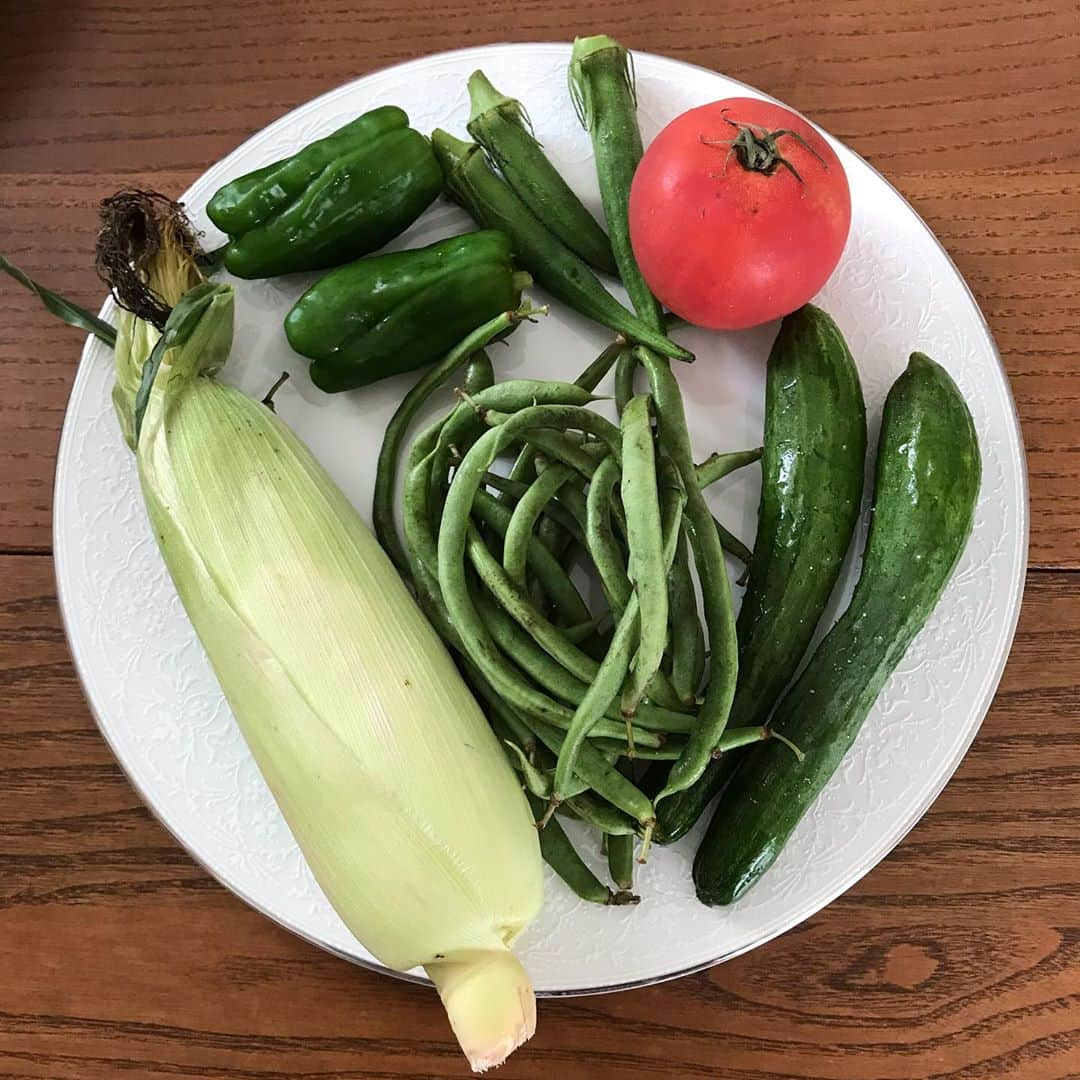 青山倫子さんのインスタグラム写真 - (青山倫子Instagram)「夏バテ対策、その２。 季節のお野菜を食べてパワーを頂く！ この時期の太陽をたくさん浴びてできた栄養たっぷりのお野菜。 暑い時に食べる、お浸しとか酢の物とか体に染みるよね。最高だ。 これはちょっと前に頂いた自家製のお野菜。 長野のトウモロコシや栃木のお野菜たち。 トウモロコシって、気を付けないと‘トウモコロシ’になっちゃうよね。 トトロの見過ぎかな。  お知らせです。 8月21日　12時56分〜 BSテレビ東京　ザ・ミステリー  『シロクマ園長　命の事件簿』 に出演させて頂きます。 まだ20代の私です。 旭山動物園、楽しかったなぁ。 お時間がありましたら是非見てください。 当日のお知らせですみません。  今日も暑さに気を付けてください。  #青山倫子 #夏野菜 #パワーがいっぱいだ #夏バテ対策  #bsテレビ東京 #ザミステリー #シロクマ園長命の事件簿 #旭山動物園」8月21日 10時41分 - noriko_aoyama1229