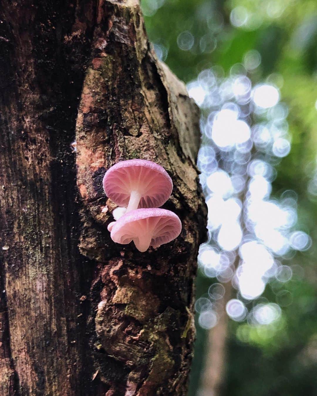 Amata Chittaseneeさんのインスタグラム写真 - (Amata ChittaseneeInstagram)「#Fungi #mushrooms #decomposer 🌳 we are probably familiar with fungi as mushrooms on pizza 🍕 or mold on bread 🍞 . In the kitchen, fungi are just tasty ingredients or a substance that ruins your leftovers. But In an ecosystem, Fungi have three major roles in keeping our forests healthy: decomposing wood and re- cycling nutrients back into the soil; decom- pose rotting; removing diseased and weak trees, and supplying nutrients to healthy trees to help them thrive. 🥰✨ #pearypiegoesgreen #shotoniphone #chiangdaoclassroom #Thailand #mushroom @monjirawan @oaknornlen」8月21日 10時55分 - pearypie