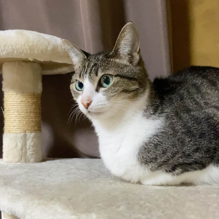 のインスタグラム：「❔🐈 #cat #ohagi #catloaf #catlife #catscatscats #catcatcatcatcat #mako0mako0 #ねこ　#ねこ動画　#おはぎちゃん　#かわいい　#猫のいる暮らし #猫のいる生活 #猫すたぐらむ」
