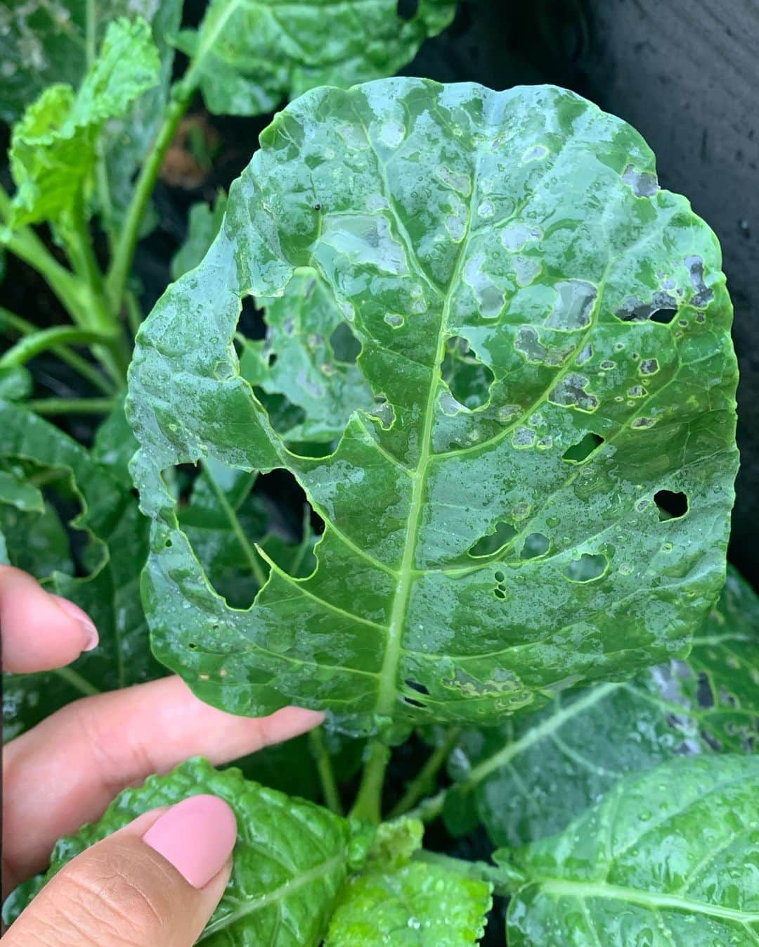 鈴木六夏さんのインスタグラム写真 - (鈴木六夏Instagram)「植えたばかりのブロッコリー、 案の定虫にやられはじめました🐛  せっかく家庭で育てるので 今年の夏野菜たちは基本、無農薬。 植え込みの時に、コンパニオンプランツを隣に植えることだけやっていました。 ①トマトには落花生 ②茄子には紫蘇 ③オクラと胡瓜にはパセリ、などなど。  ①②と③のオクラはこれだけで元気に育ちましたが、 胡瓜は葉が病気にかかった時もあり、 葉物系は虫に食べられ、 枝豆やトウモロコシも途中から一気に枯れたり色々。 試行錯誤する間にダメになっては元も子もないので、 応急処置として食品由来で出来た「やさお酢」だけ投入しました。それでかなり復活、ブロッコリーも虫被害が落ち着いています。  本来は完全無農薬で出来れば理想ですが 本や情報の通りにはならなかったり、 畑の状態も各家違うから、成功も失敗も経験しながら、 ゆるくやっていけばいいかなと思っています☺️ #家庭菜園　#おうち農家」8月21日 11時46分 - rikuka.62