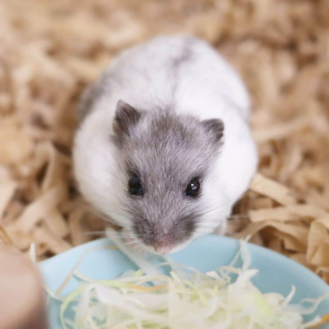 hamster_mocoのインスタグラム