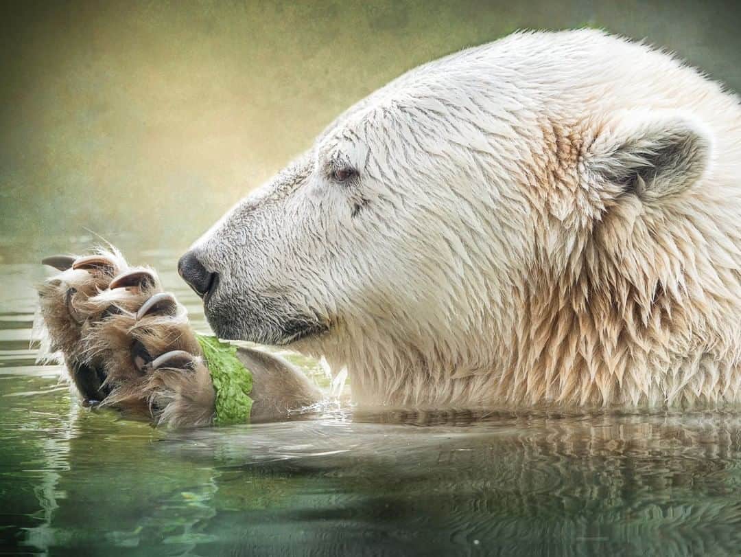 San Diego Zooさんのインスタグラム写真 - (San Diego ZooInstagram)「What do you think of Chinook's new jewelry line?  🥬 Plant-based 🌎 Vegan ♻️ Sustainably sourced ❌ Gluten-Free  #PlantBased #PolarBears #BearyFineJewelry #SanDiegoZoo (📷 by Helene Hoffman)」8月21日 12時00分 - sandiegozoo