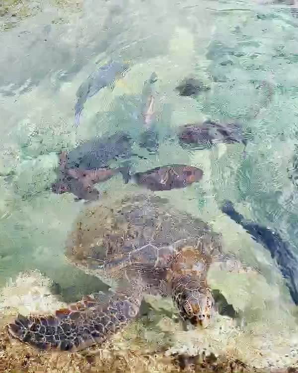 のインスタグラム：「>>>🐢...... ・ #サンゴ畑 ・ いつも遊んでいる沖縄のキレイな海は、サンゴが無くては成り立たないと言っても良い程、役割が大きいです✨  以前、サンゴを育てているサンゴ畑 に お勉強に行きました。 海の生き物との共存がサンゴを育てる🐟  写真はウミガメにご飯をあげる時。  ※2枚目ではギャグを言いました。喜んでいるのは自分だけです。」