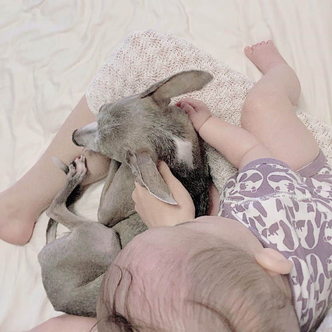 のインスタグラム：「* ***** We don't need a large room.  Our territory is on my mom’s lap.🐶👶 ***** 息子を膝の上に乗せるとハウルももれなく膝の上へ😂 最近は、息子もハウルを優しく撫でるような仕草を見せるようになりました👏 ***** #イタグレ#イタリアングレーハウンド#italiangreyhound#dogstagram#イタグレとの暮らし#iggysofinstagram#iggygram #iggylove#iggylife#犬のいる暮らし#イタグレ服#iggysoftheworld #iggysofinstagram #dogsofig #dogsofinstagram #犬好きな人と繋がりたい#おんせん県おおいた#新米ママ#生後5ヶ月#5ヶ月baby#5ヶ月ベビー#ベビスタグラム#babyanddog」