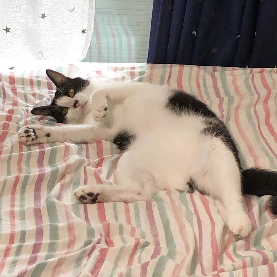 のインスタグラム：「ひどい格好。  #ねこ#猫#cat#猫好き#親バカ#はちわれ#ハチワレ#はちわれ猫#ハチワレ猫#白黒猫部#にゃんすたぐらむ#ilovecat#猫大好き#うちの猫自慢#白黒猫 #我が家のぽんずくん #ちゅーちゅー妖怪」