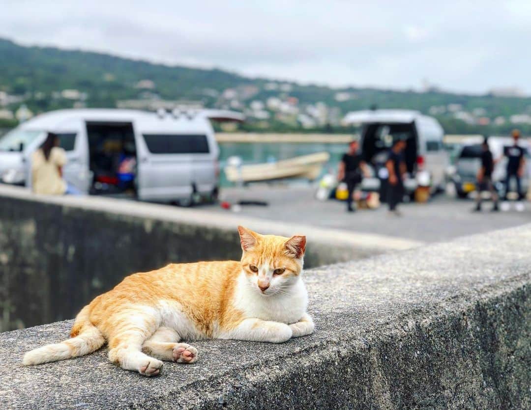 のインスタグラム：「Wondering when I will be able to go back home... Miss #Okinawa so much. こんなに #沖縄 に帰れてないの久しぶりだな。#義足のボクサー の撮影以来だからもう半年か。  #Hometown #Kitty #Cat  #GensanPunch #Boxing #Movie #Shooting」