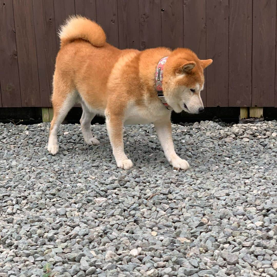 柴犬 たろのインスタグラム