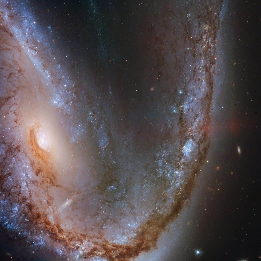 NASAさんのインスタグラム写真 - (NASAInstagram)「Asymmetrical and irregular, but still beautiful. 💫✨  This image from @nasahubble features the spectacular galaxy NGC 2442, nicknamed the Meathook galaxy owing to its extremely asymmetrical and irregular shape.  This galaxy was host to a supernova explosion spotted in March 2015, known as SN 2015F, that was created by a white dwarf star. The white dwarf was part of a binary star system and siphoned mass from its companion, eventually becoming too greedy and taking on more than it could handle. This unbalanced the star and triggered runaway nuclear fusion that eventually led to an intensely violent supernova explosion. The supernova shone brightly for quite some time and was easily visible from Earth through even a small telescope until months later.  Follow the link in our bio for a massive HD download of this image!  📸: ESA/Hubble & NASA, S. Smartt et al.  #HubbleFriday #StarrySpiral」8月21日 23時02分 - nasagoddard