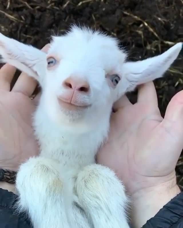 カリーヌ・ロワトフェルドのインスタグラム：「My heart just melted, couldn’t help but repost @Phipps.International 💕」