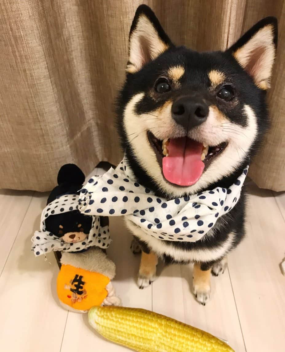まめ丸のインスタグラム：「* * 【金曜恒例 #居酒屋まめ丸 🐶🍺】 * 今週もおつかれさま🌽🐶💓 * 【Taverna“MAMEMARU”🐶🍺】 TGIF❣️ Thanks for stopping in🐶💓 * #本日のおすすめはとうもろこし🌽 #2さいのときのぼく #リポストまめ丸 * #柴犬#豆柴#柴#黒柴#犬#しばいぬ#shiba#shibainu#shibastagram#shibadog#puppy#instadog#dogstagram#dog#instashiba#petstagram#buzzfeedanimals#cute#pet#instagood#강아지#doglover#weeklyfluff」