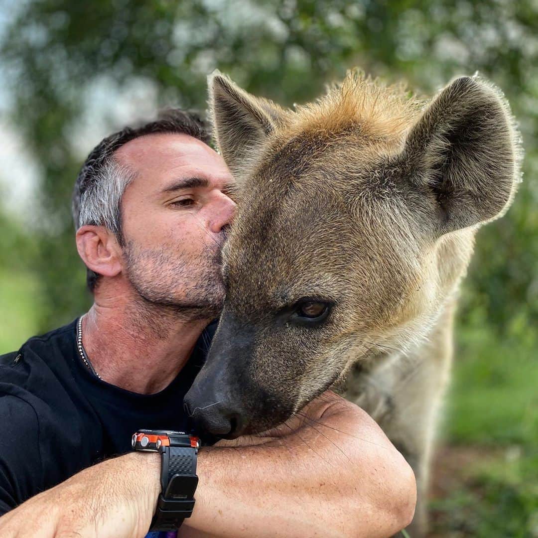 Kevin Richardson LionWhisperer さんのインスタグラム写真 - (Kevin Richardson LionWhisperer Instagram)「Join me today as I talk about one of my favourite animals. From their importance to our ecosystems to raising their young and their amazing hierarchy, I'll never understand why these guys get a bad rap wherever they go! For the full video on #LionwhispererTV click the link above in my link in bio. As well, don’t forget to check out our new Bobcat swag now available on our Youtube store and from now until August 27th.  Use code ‘BLUESKY’ at checkout for an additional 10% off. Wishing you all a fabulous weekend, stay safe, get outdoors, take that #digitaldetox and #hugatree. 🎥 #goprohero8  #SpottedHyenas #YearoftheHyena #TheLionWhisperer」8月22日 0時04分 - lionwhisperersa