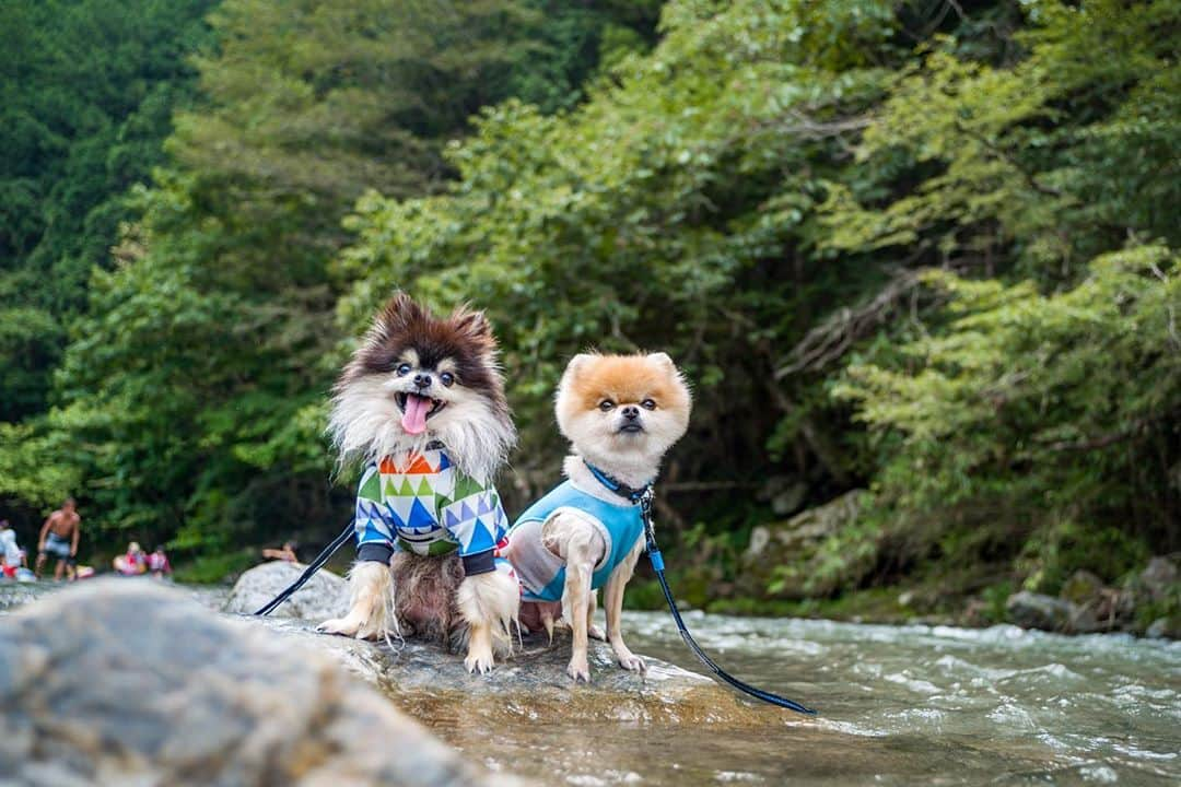 ポテチンさんのインスタグラム写真 - (ポテチンInstagram)「前の投稿で眉毛ができたのは川遊びしたからなんですぢょ。 最後の写真で眉毛できてますぢょね。」8月21日 23時59分 - pom.potechin