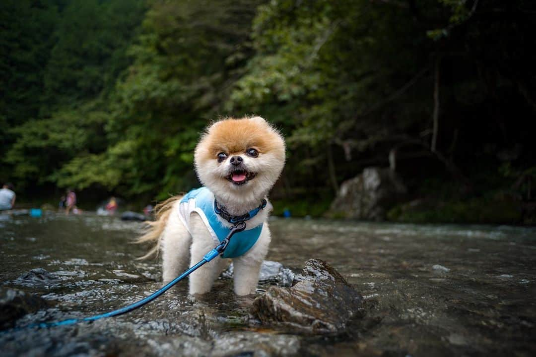 ポテチンさんのインスタグラム写真 - (ポテチンInstagram)「前の投稿で眉毛ができたのは川遊びしたからなんですぢょ。 最後の写真で眉毛できてますぢょね。」8月21日 23時59分 - pom.potechin