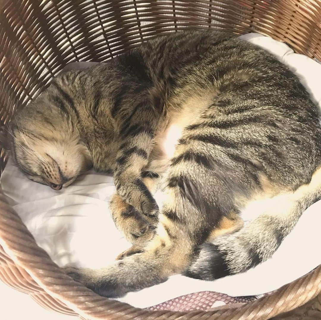 小嶋晶子のインスタグラム：「Super Duper hot! I'm tired and can't walk another step. 🐈🔥☀️🐾 #cat #cats #browntabby #catsofinstagram #catstagram #neko #nekostagram #ねこ #ねこ部 #ねこすたぐらむ #きじとら #きじとらねこ #きじとら女子 #きじとら部 #ネコ #ネコ部  #キジトラ #キジトラネコ #キジトラ部 #かぎしっぽ #かぎしっぽ猫部 #カギしっぽ #カギしっぽ猫 #お腹ハゲてる #足の裏もハゲてる」