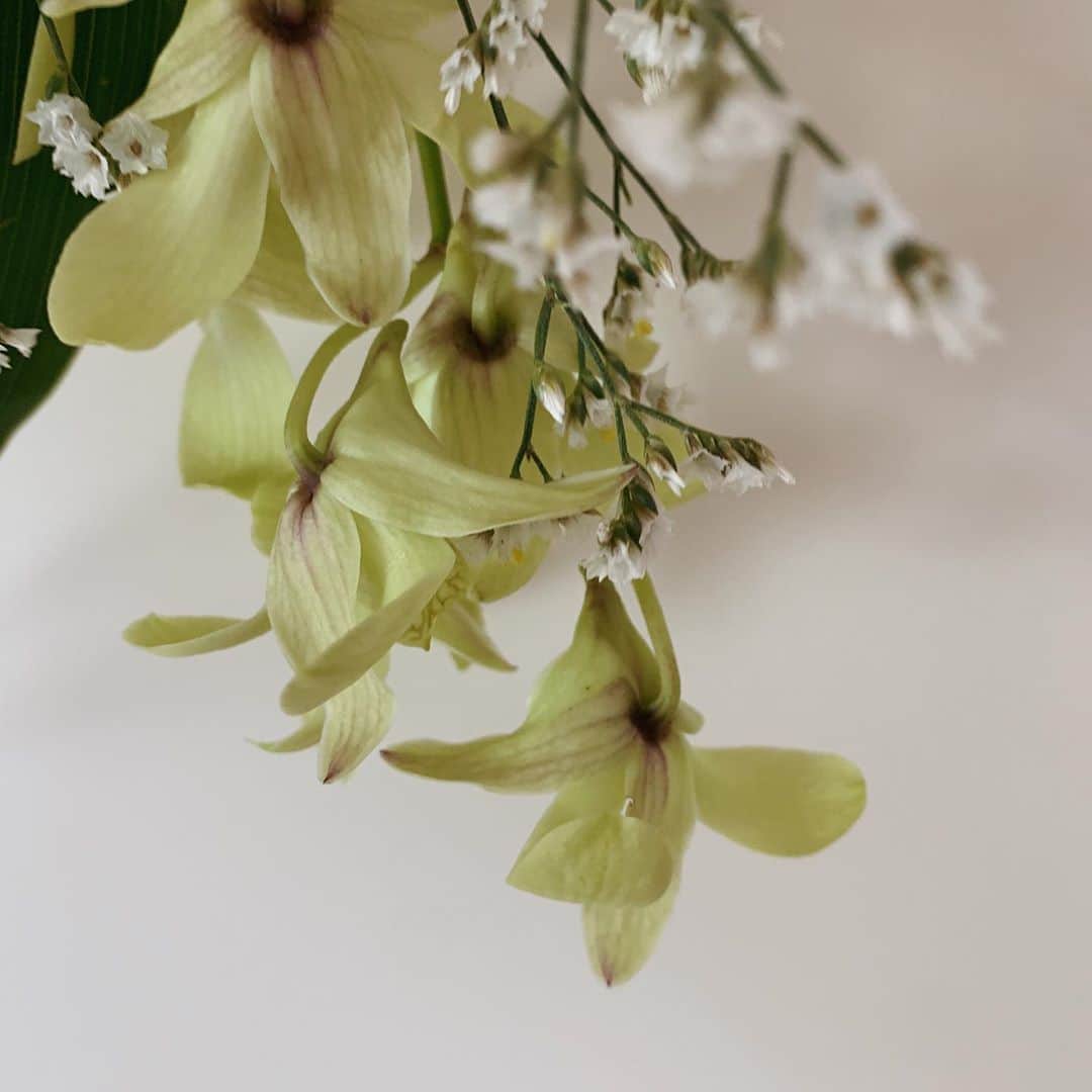 菅谷梨沙子さんのインスタグラム写真 - (菅谷梨沙子Instagram)「毎月 @bloomeelife の定期便で頼んでいるお花が届きました📮 今週はデンファレ/リモニウムハイブリット/ドラセナ.  自分であまり選ばないお花や初めて聞くお花などが届くので、それも楽しみのひとつ。 お花が部屋にあるだけで華やかになるし、心も癒されます。 すぐに枯れないようにしっかりお手入れしよう！  初回お花お届けが無料になるクーポンもあるので、気になる方はぜひ💐  ・クーポンコード：risako ・有効期限：2020年8月31日  #bloomeelife#お花のある暮らし」8月21日 15時32分 - risako_sugaya