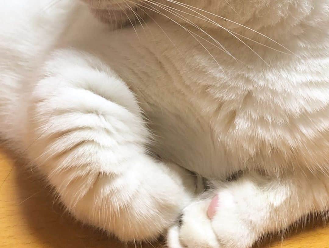 ひのき猫さんのインスタグラム写真 - (ひのき猫Instagram)「筋肉自慢(笑)  ボディビルダー オマメです💪🏻  ・ ・ ・ #豆大福 #筋肉自慢 #ボディビルダー #かわいいねこ #ひのき猫 #cat #catstagram #cutecat #猫部 #猫のいる生活」8月21日 15時54分 - hinoki.cute.kitten