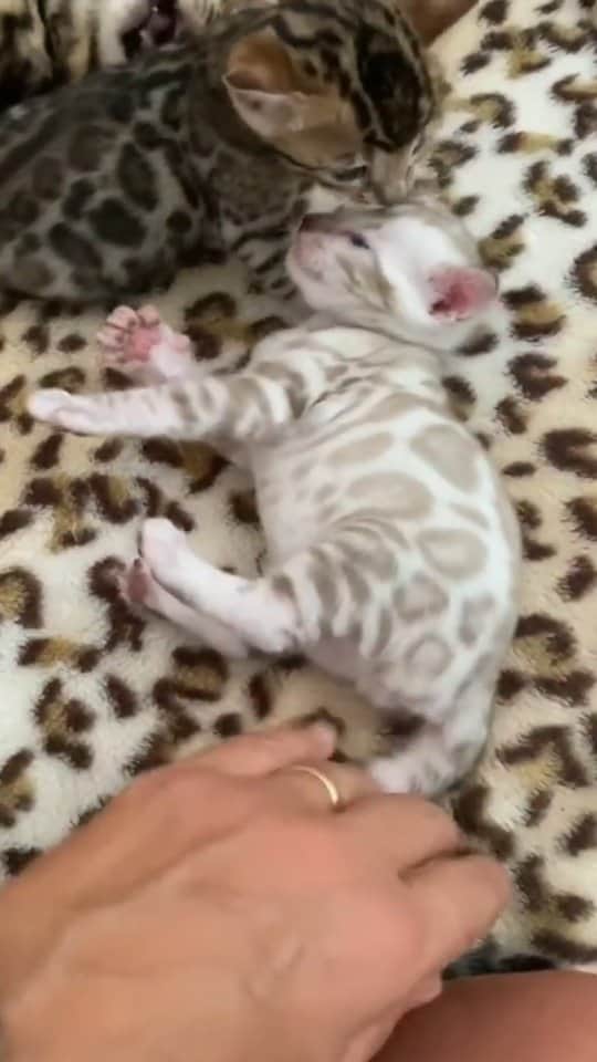 Pleasant Catsのインスタグラム：「My mom's out of ink 😹  From oasianbengal - on tiktok  • • • • #pleasantcats #cat #cats #kitten #kittens #kitty #gato #neko #meow #cute #fluffy #adorable #pet #pets #animal #animals #instacat #instapet #catsofinstagram #petsofinstagram #catstagram #petstagram #ilovemycat #weeklyfluff #catoftheday #catlover #adoptdontshop  #고양이 #ねこ  #猫」