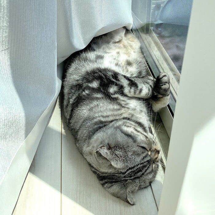 Shishi-maruのインスタグラム：「ねこのきもちWEBMAGAZINE にて、猫エッセイが更新されました。今回は「ししまるとエアコン」のお話です。﻿ アプリ版・Youtubeもありますので是非。﻿ お楽しみください。﻿ ﻿ 【渋ネコししまるさん】#61﻿ ｜ねこのきもちWEB MAGAZINE﻿ ﻿ https://cat.benesse.ne.jp/lovecat/content/?id=77603﻿ ﻿ 🐱My essay about Shishi-maru is serialized in a weekly magazine:)﻿ ﻿ ーーーーーーーーーーーーー﻿ 🌺「渋ネコ ししまるさん」ねこのきもちWEB MAGAZINE にて毎週金曜日エッセイの連載中﻿ ーーーーーーーーーーー﻿ 📕「ぷっちねこ。」「3匹のちいさな猫を召喚できたなら」「ちいさな猫を召喚できたなら」徳間書店より単行本発売中﻿ ーーーーーーーーーーー﻿ ⭐︎ねこ漫画→@tacos_cat﻿ 🌺Twitter →@taco_emonemon﻿ ーーーーーーーーーーー」