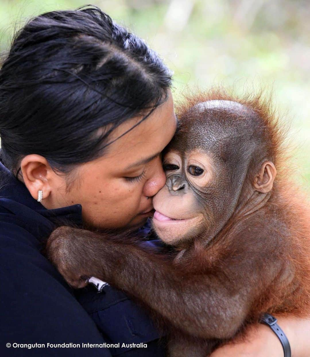 OFI Australiaさんのインスタグラム写真 - (OFI AustraliaInstagram)「In the wild, infant orangutans share an intense bond with their mothers and do not leave them until they are at least 8 years of age. For the first two years of a young orangutan’s life, he or she is completely dependent on their mother for absolutely everything. When orphaned orangutans arrive at the Care Centre, they are often still completely traumatised by the loss of their mothers and in ill health from lack of good nutrition. They are given a surrogate human mother, who becomes their caregiver. These surrogate mothers become the centre of that orangutan’s world. As so many infants come to the Care Centre physically, mentally and/or emotionally wounded, they need intense care for many years.  _____________________________________ 🦧 OFIA Founder: Kobe Steele kobe@ofiaustralia.com  OFIA Patron: Dr Birute Galdikas @drbirute @orangutanfoundationintl @orangutan.canada www.orangutanfoundation.org.au 🦧 🧡 🦧 #orangutan #orphan #rescue #rehabilitate #release #BornToBeWild #Borneo #Indonesia #CampLeakey #orangutans #savetheorangutans #sayNOtopalmoil #palmoil #deforestation #destruction #rainforest #instagood #photooftheday #environment #nature #instanature #endangeredspecies #criticallyendangered #wildlife #orangutanfoundationintl #ofi #drbirute #ofiaustralia #FosterAnOrangutanToday」8月21日 16時32分 - ofi_australia