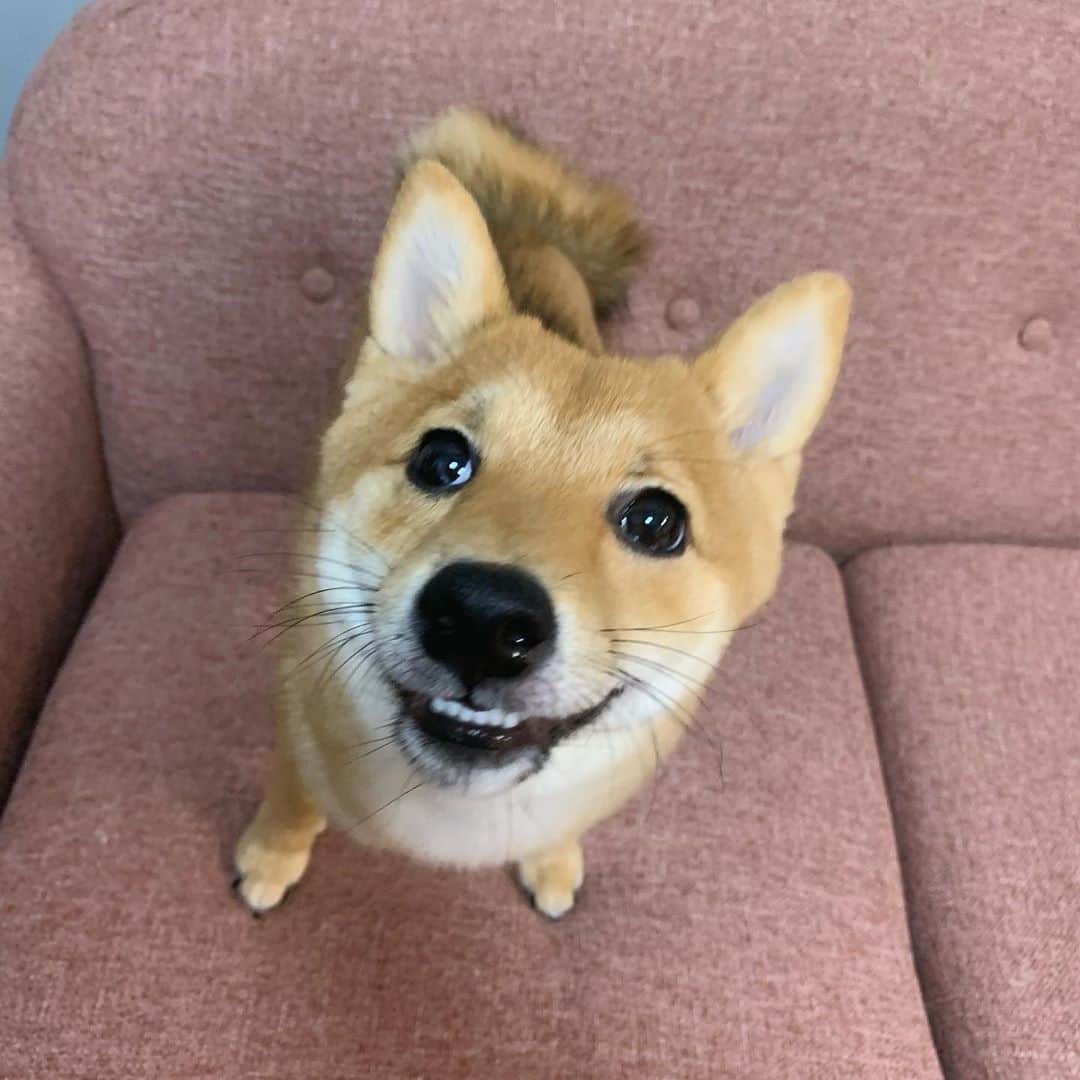 環奈（長沢菜々香の飼い犬）のインスタグラム：「悪い顔してるな。 ソファにいたずらしちゃだめだよ🛁 . . .  . .  #豆柴#柴犬#日本犬#黒柴#黒豆柴#まめしば#しばいぬ#しば#しばすたぐらむ #こいぬ #柴  #ここ柴部#柴子犬 #shibalove #mameshiba #kuroshiba #shibainu #shiba #shibadog #shibastagram #shibastyle#なーこ」