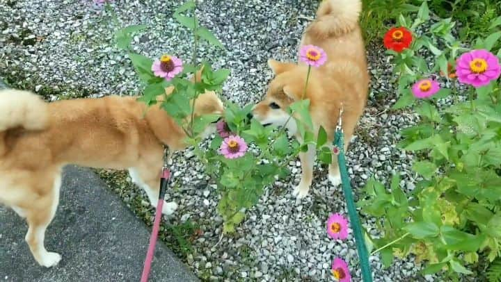 柴犬たま Shibainu Tamaのインスタグラム