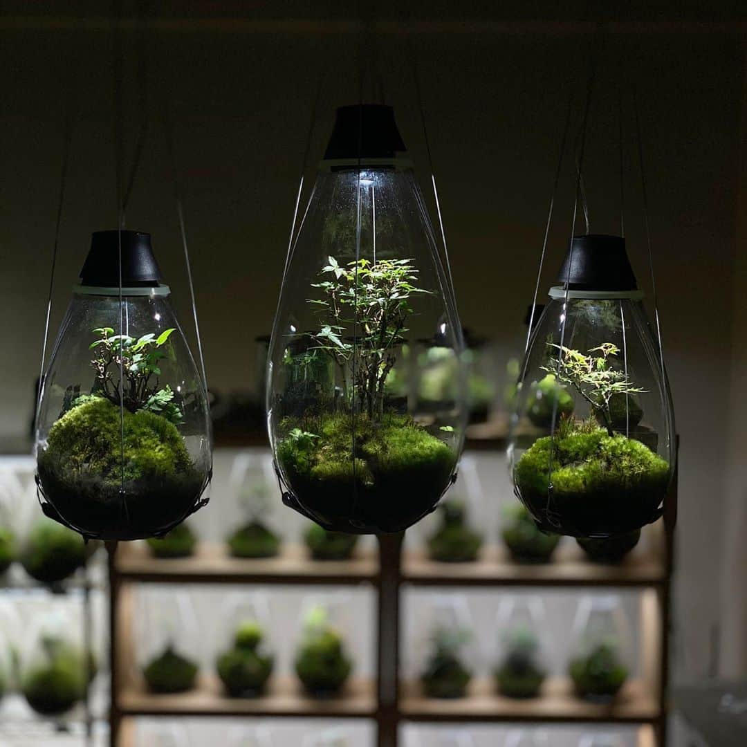 Mosslight-LEDさんのインスタグラム写真 - (Mosslight-LEDInstagram)「#mosslight#モスライト#苔#コケ#mossy#mossa#moss#terrarium #テラリウム#indoorgreen#plants#コケテラリウム#苔テラリウム#mossterrarium#mossarium#paludarium#インドアグリーンのある暮らし #horticulture」8月21日 17時11分 - mosslight1955