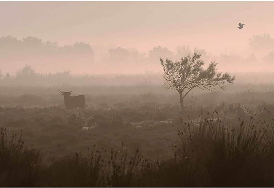 のインスタグラム：「Paysage de Camargue au petit matin  Capturé par @thierryvezon  #lessaintesmariedelamer #thierryvezon #camargue #biou #naturephoto #france」