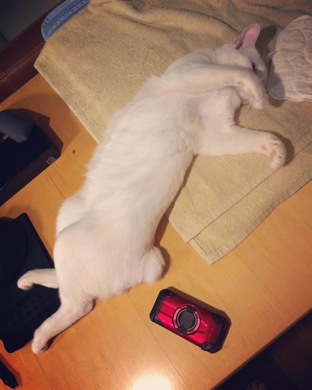 岡田屋鉄蔵さんのインスタグラム写真 - (岡田屋鉄蔵Instagram)「国芳師匠の化け猫再現」8月21日 17時31分 - nabhamab