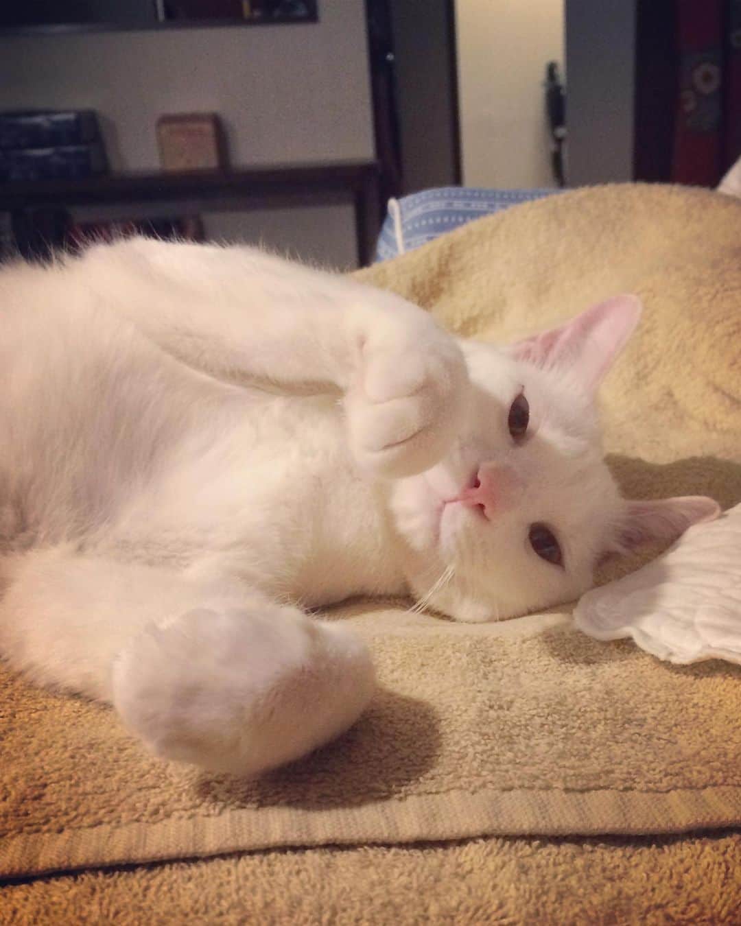 岡田屋鉄蔵さんのインスタグラム写真 - (岡田屋鉄蔵Instagram)「国芳師匠の化け猫再現」8月21日 17時31分 - nabhamab