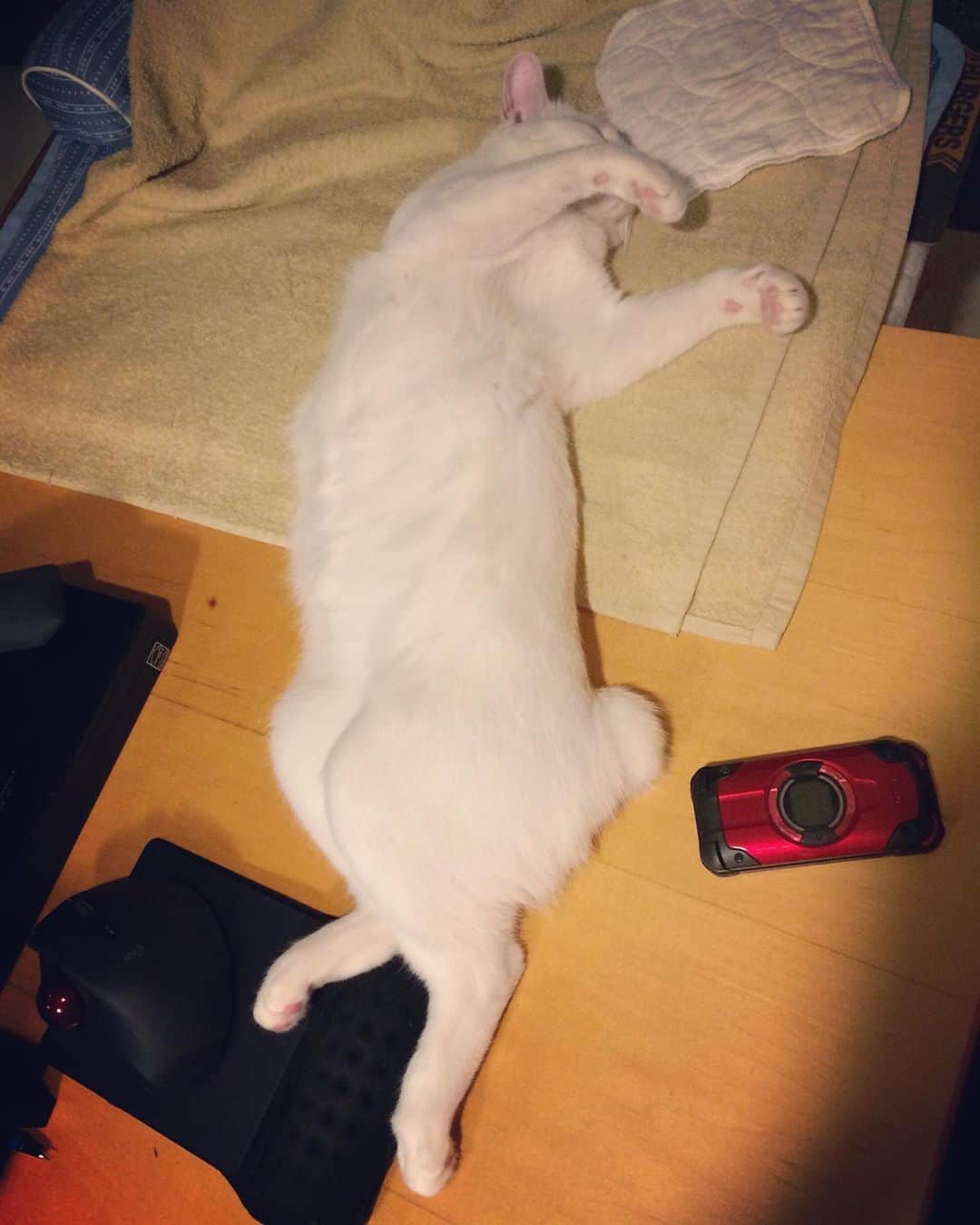岡田屋鉄蔵のインスタグラム：「国芳師匠の化け猫再現」