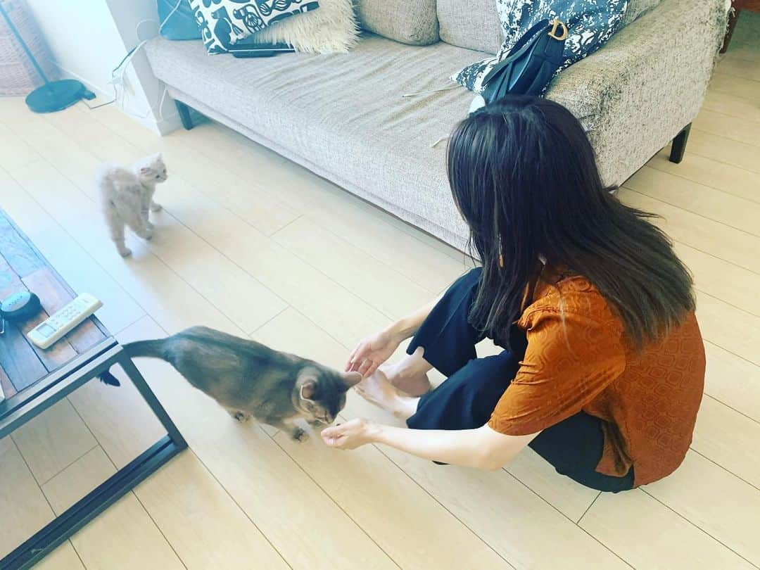 桃さんのインスタグラム写真 - (桃Instagram)「まろに会いに来てくれました🐈子猫のうちにー！って言ってたんだけど、すでに大きいよね🥺笑 本当成長早いなぁ😌✨ でも、おそらくさらに5倍くらいになるので、この先も楽しみです🥰  @tanakaofficial ありがとー🙌🏻  #まろ #ラピまろ #田中里奈 #里奈桃　#サイベリアン #syberiancat #アビシニアン#abyssinian」8月21日 17時39分 - momo.official