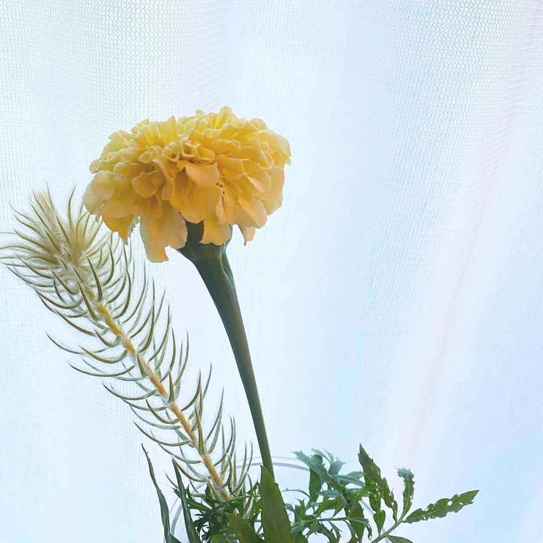 のインスタグラム：「まりーごーるど👒🌼」