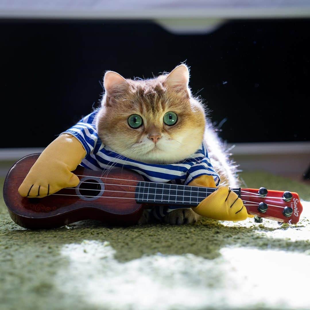 Hosicoさんのインスタグラム写真 - (HosicoInstagram)「I play the guitar in my spare time 🎸」8月21日 18時34分 - hosico_cat