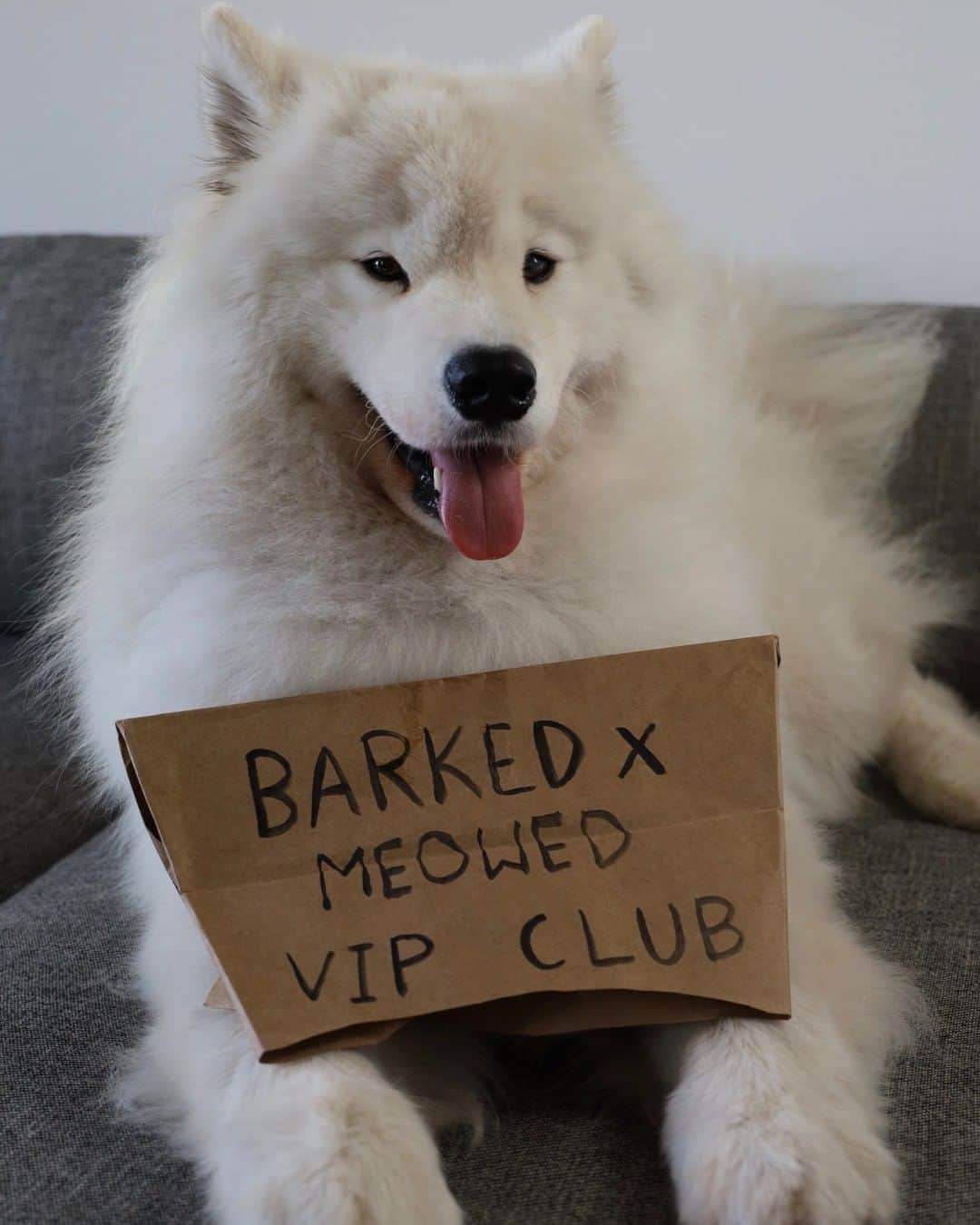 8crapさんのインスタグラム写真 - (8crapInstagram)「Join the “Barked X Meowed VIP Club” for monthly rewards! 🐾 Refer your friends to join for a chance to win an extra $100 Amazon Gift Card! . 🎁 Tap link in bio to join the “Barked X Meowed VIP Club” for FREE now! - 📷 @boomer_the_landcloud - #️⃣ Hashtag #BarkedMeowedVIPClub on your dog’s photo/video like this, for a chance to be featured! - #barked @meowed #BarkedMeowedVIPClub #BMVIPC #dog #doggo #Samoyed」8月21日 19時00分 - barked