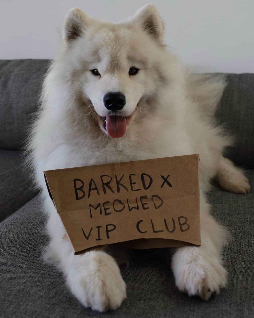 8crapさんのインスタグラム写真 - (8crapInstagram)「Join the “Barked X Meowed VIP Club” for monthly rewards! 🐾 Refer your friends to join for a chance to win an extra $100 Amazon Gift Card! . 🎁 Tap link in bio to join the “Barked X Meowed VIP Club” for FREE now! - 📷 @boomer_the_landcloud - #️⃣ Hashtag #BarkedMeowedVIPClub on your dog’s photo/video like this, for a chance to be featured! - #barked @meowed #BarkedMeowedVIPClub #BMVIPC #dog #doggo #Samoyed」8月21日 19時00分 - barked