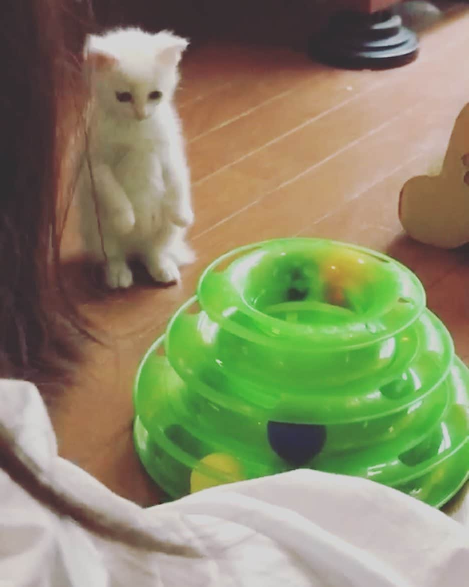 佐伯日菜子さんのインスタグラム写真 - (佐伯日菜子Instagram)「初めてバーニャに会った日。 小さくて可愛くて泣きそうになった。 しかもこんな風に二本足で立って、みんな大騒ぎだったなぁ。 #ミロバーニャ  #かわいい  #白猫  #kitten  #猫  #にゃんすたぐらむ」8月21日 18時57分 - hinakosaeki