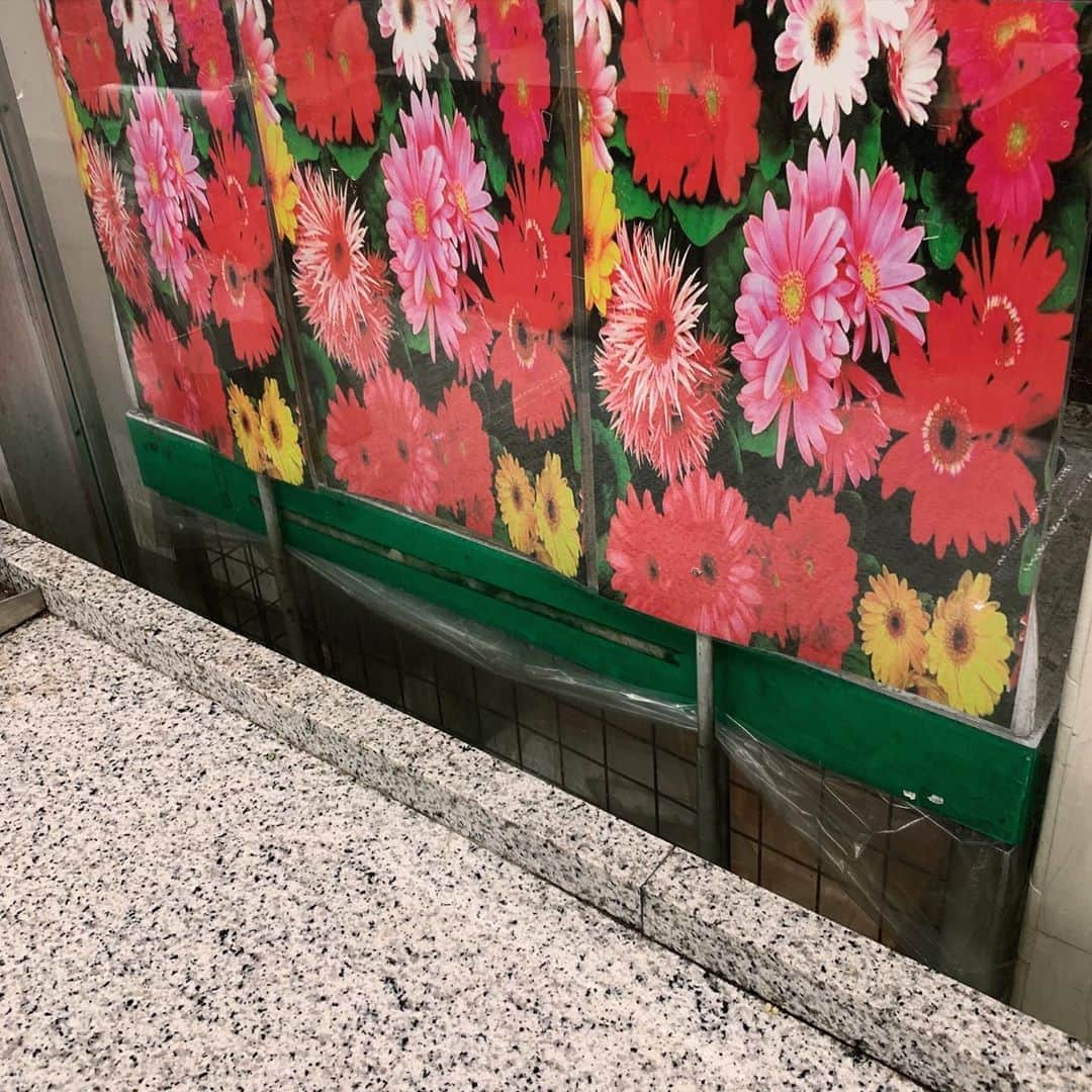のインスタグラム：「もはや花壇でもなくなって来ましたが、これがここの花壇だ、ということで #花壇ウォッチャー」