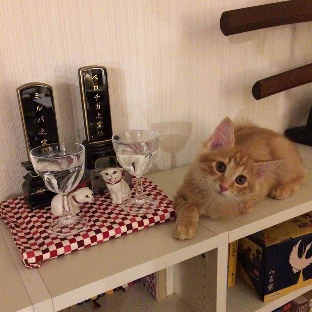 岡田屋鉄蔵のインスタグラム：「ああ。ついにそこに登れるようになりましたか〜！日々成長。お供えの水は飲まないでおくれ…」