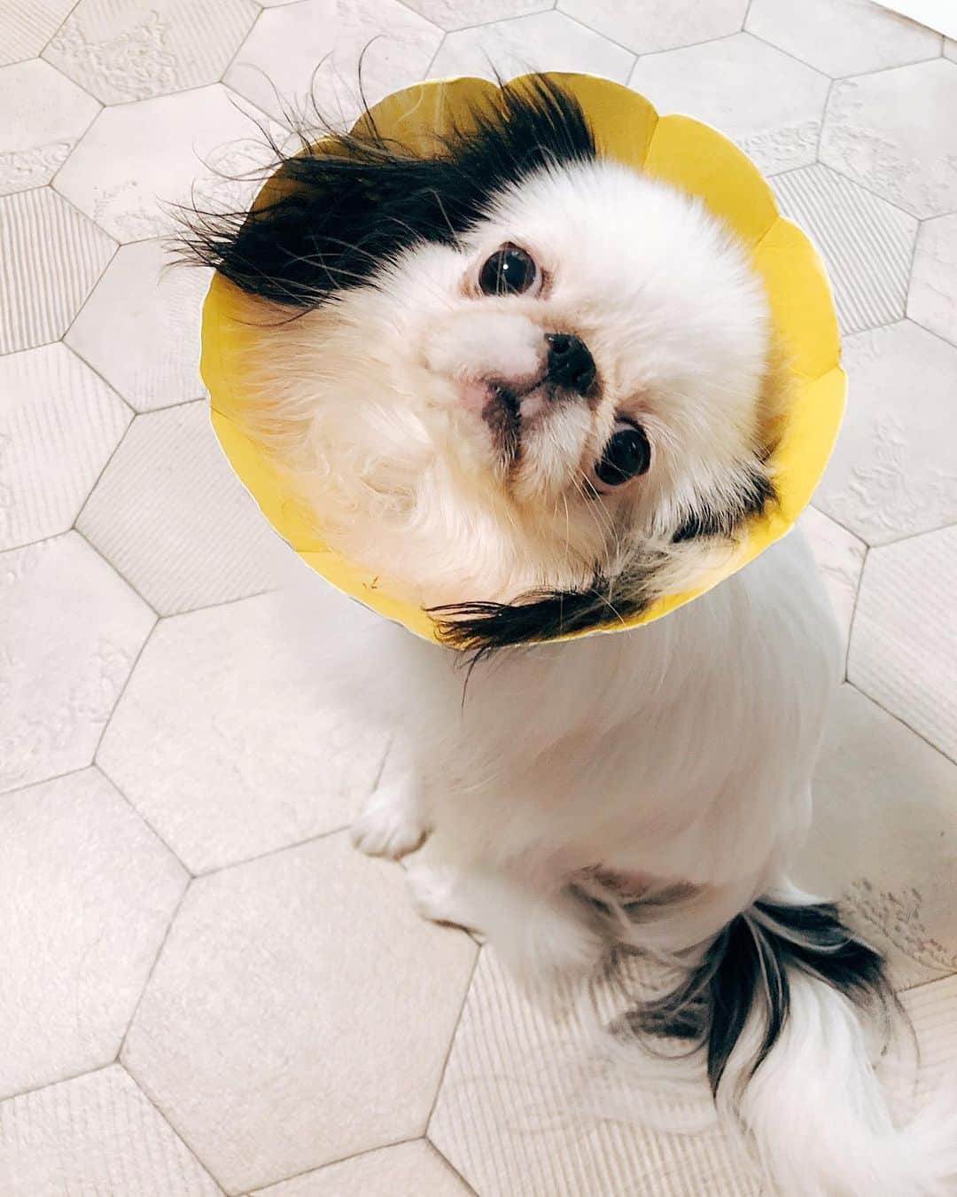 juntowaのインスタグラム：「明日で外れるぞー！#エリザベスカラー#🌻」